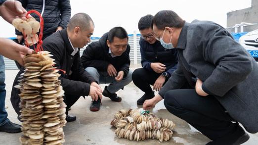 近距离学习了三倍体牡蛎苗种培育的新技术,对科技与自然力量的结合深