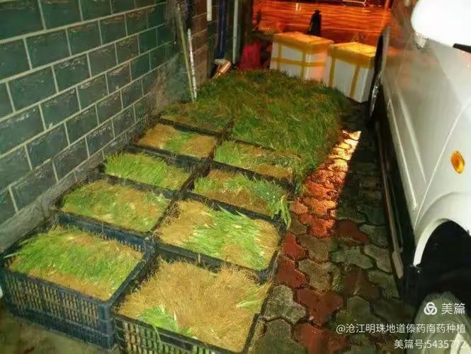 勐海县龙娇生物科技有限责任公司 以“亲苗科技”守护健康未来