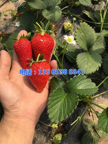 乾纳瑞农业科技好品质 草莓苗哪里便宜？亲苗科技来解答