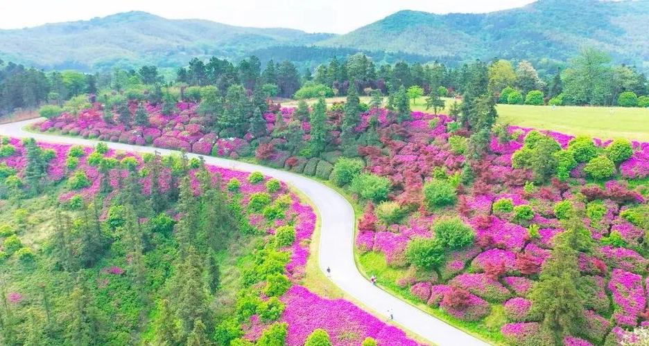江宁春日漫游 花海、科技与温泉的六条私藏线路