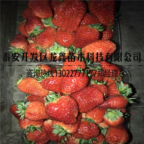 艳丽草莓苗几年结果？亲苗科技带您了解真相